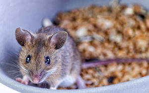 Mice vs rats in Vermont - Vermont Pest Control