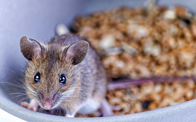 Rats vs. Mice: Which is Worse? - Vermont Pest Control