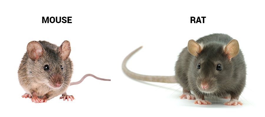 Mice and rats identification in Vermont - Vermont Pest Control