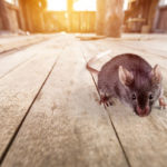 Rodents infest Vermont homes during a pandemic - Vermont Pest Control