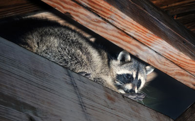 Raccoons are a common overwintering pest in Vermont - Vermont Pest Control