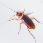 Cockroach prevention tips in Vermont - Vermont Pest Control