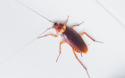 Cockroach prevention tips in Vermont - Vermont Pest Control