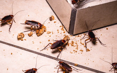 Cockroaches are active at night in Vermont - Vermont Pest Control