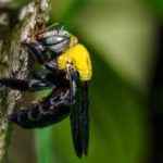 What carpenter bees look like in Vermont - Vermont Pest Control