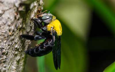 What carpenter bees look like in Vermont - Vermont Pest Control