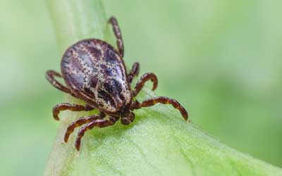 American dog tick found in Vermont - Vermont Pest Control