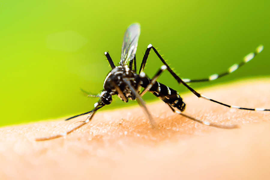 Mosquito Identification in Middletown Springs, VT - Vermont Pest Control