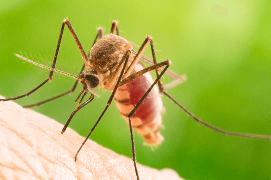 Mosquito Prevention in Middletown Springs, VT - Vermont Pest Control
