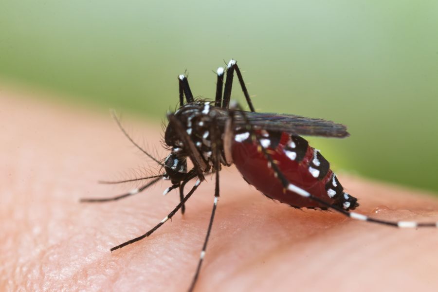 Can Mosquitoes transmit HIV or AIDS in Middletown Springs, VT - Vermont Pest Control