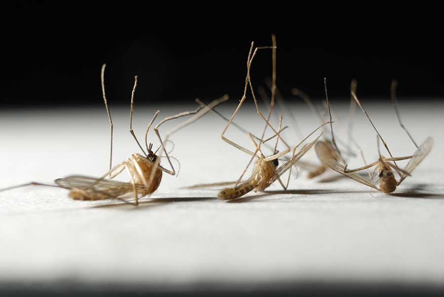 What is the life span of a Mosquito in Middletown Springs, VT - Vermont Pest Control