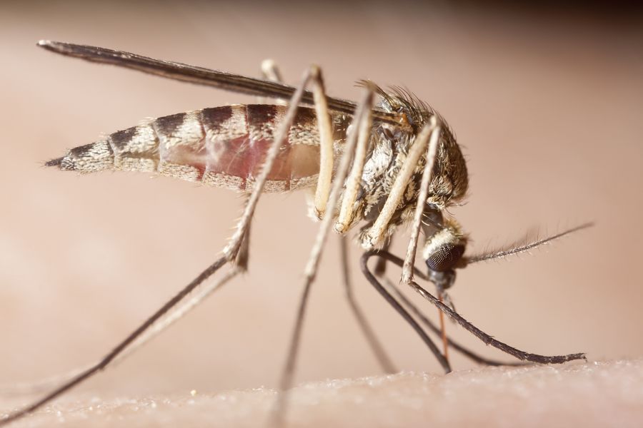 What diseases do Mosquitoes spread in Middletown Springs, VT - Vermont Pest Control