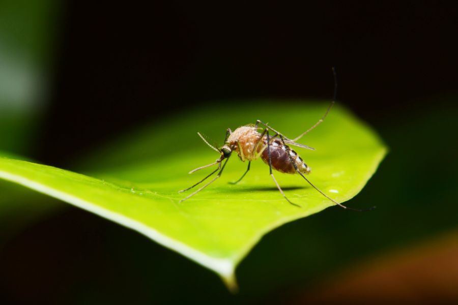 What do Mosquitoes eat in Middletown Springs, VT - Vermont Pest Control