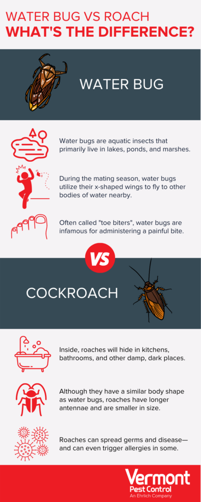 Cockroach vs water bug infographic in Vermont - Vermont Pest Control