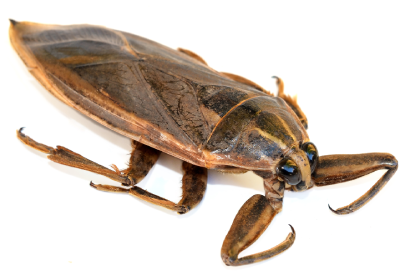 Water bug in Vermont - Vermont Pest Control