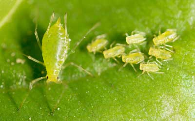 A group of aphids found in Vermont - Vermont Pest Control