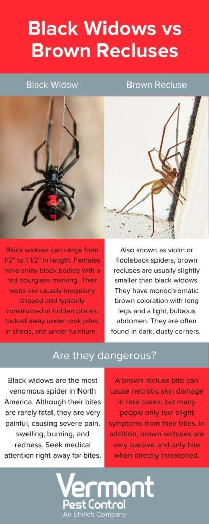 Black Widow vs Brown Recluse Infographic - Vermont Pest Control in Vermont