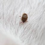 A blacklegged tick on a dog in Vermont - Vermont Pest Control