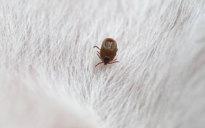 A blacklegged tick on a dog in Vermont - Vermont Pest Control