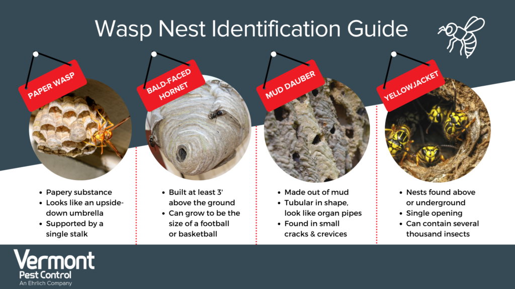 Wasp nest identification infographic in Vermont - Vermont Pest Control