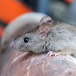 Rodent in Vermont home - Vermont Pest Control