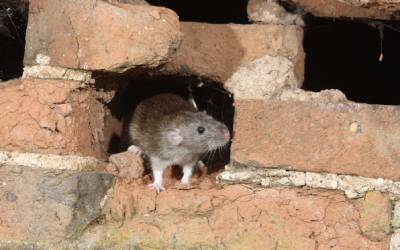 A rat inside a home in Vermont - Vermont Pest Control