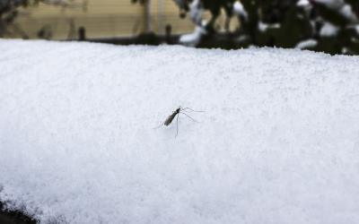 Mosquito in Vermont winter - Vermont Pest Control