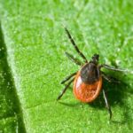 A tick in Vermont - Vermont Pest Control