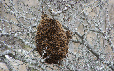 Winter bee hive in Vermont - Vermont Pest Control