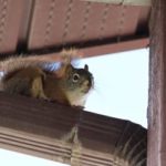 Squirrel on Vermont home roof - Vermont Pest Control
