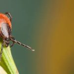 A tick in Vermont - Vermont Pest Control