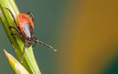 A tick in Vermont - Vermont Pest Control