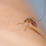 What mosquitoes look like in Vermont - Vermont Pest Control