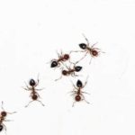 Ants on a bathroom floor