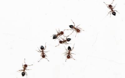Ants on a bathroom floor