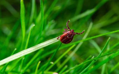 An American dog tick