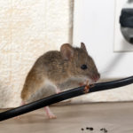 Mouse chewing electrical cord in house
