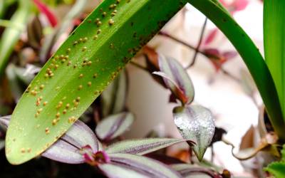 Scale bugs on a household orchid plant leaf.