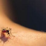 A micro photo of a mosquito on a person's skin.