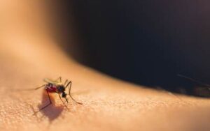 A micro photo of a mosquito on a person's skin.