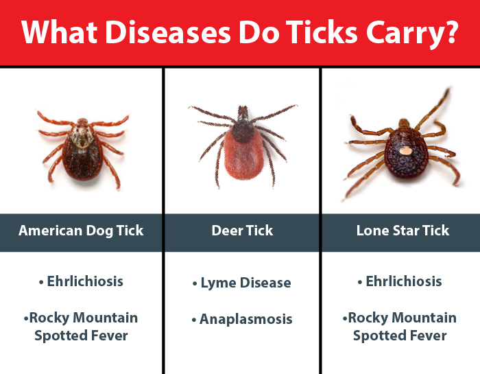 an infographic shows the different body types of common ticks found in vermont, as well as the diseases they can transmit