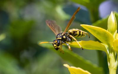 a wasp siting on a flower outside