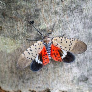 Spotted lanternfly identification | Vermont Pest Control
