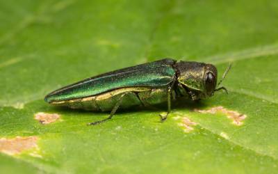 one of vermonts dreaded invasive species, this emerald ash borer can cause major eco havoc