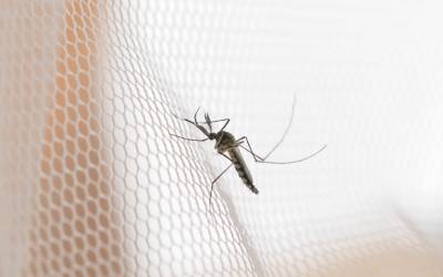 mosquitoes like this one are a seasonal pest in vermont summers