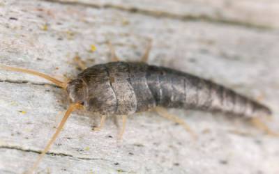 silverfish like this are a common seasonal pest in vermont during the winter