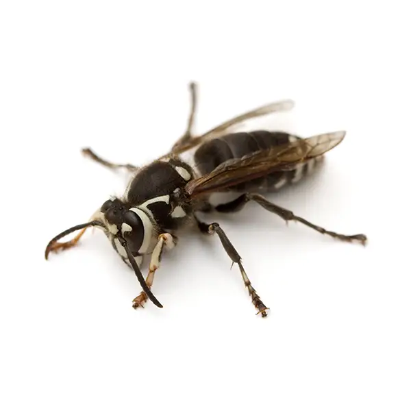 Bald faced hornet on a white background - Keep pests away from your home with Vermont Pest Control