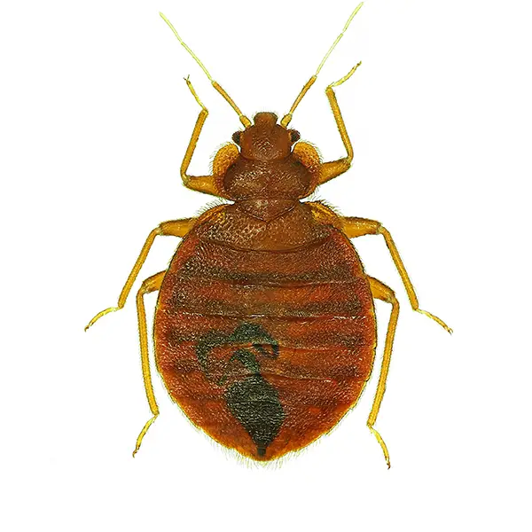 bed bug on a white background - Keep pests away from your home with Vermont Pest Control