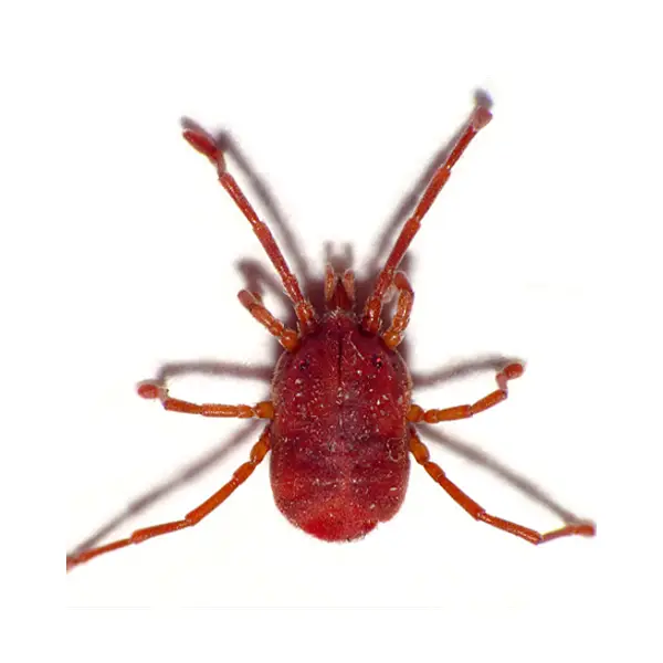 bird mite on a white background - Keep pests away from your home with Vermont Pest Control.