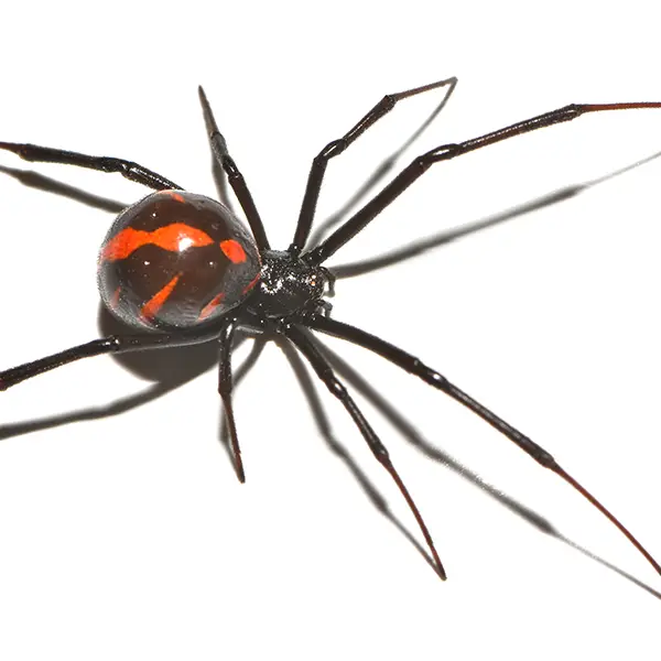 Black widow on a white background - Keep pests away from your home with Vermont Pest Control